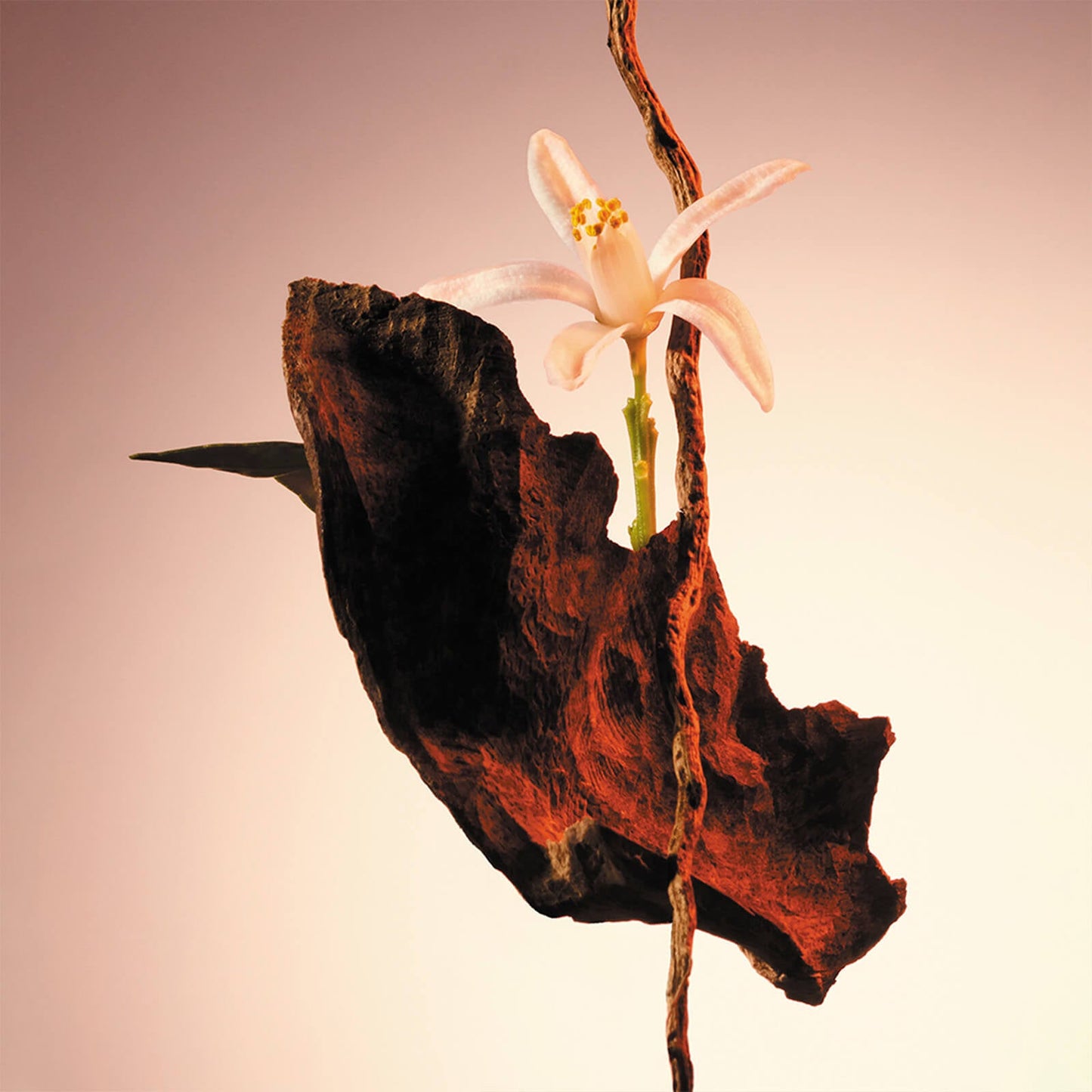 BOSS The Scent Le Parfum for Her 30ml