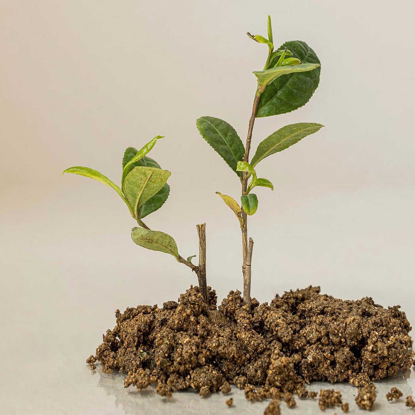 Beauty of Joseon Calming Serum: Green Tea + Panthenol