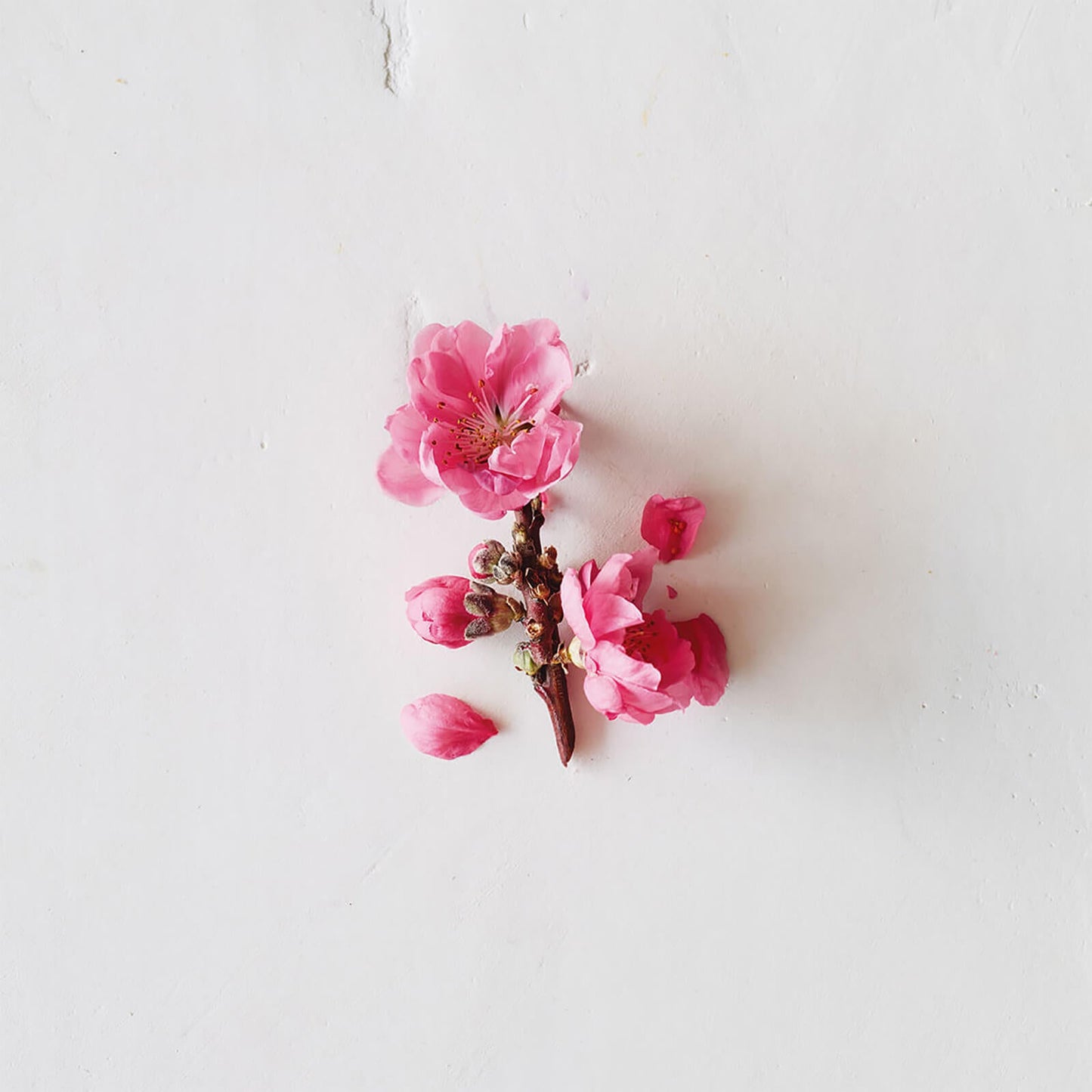 Aveda Cherry Almond Shampoo & Conditioner Duo