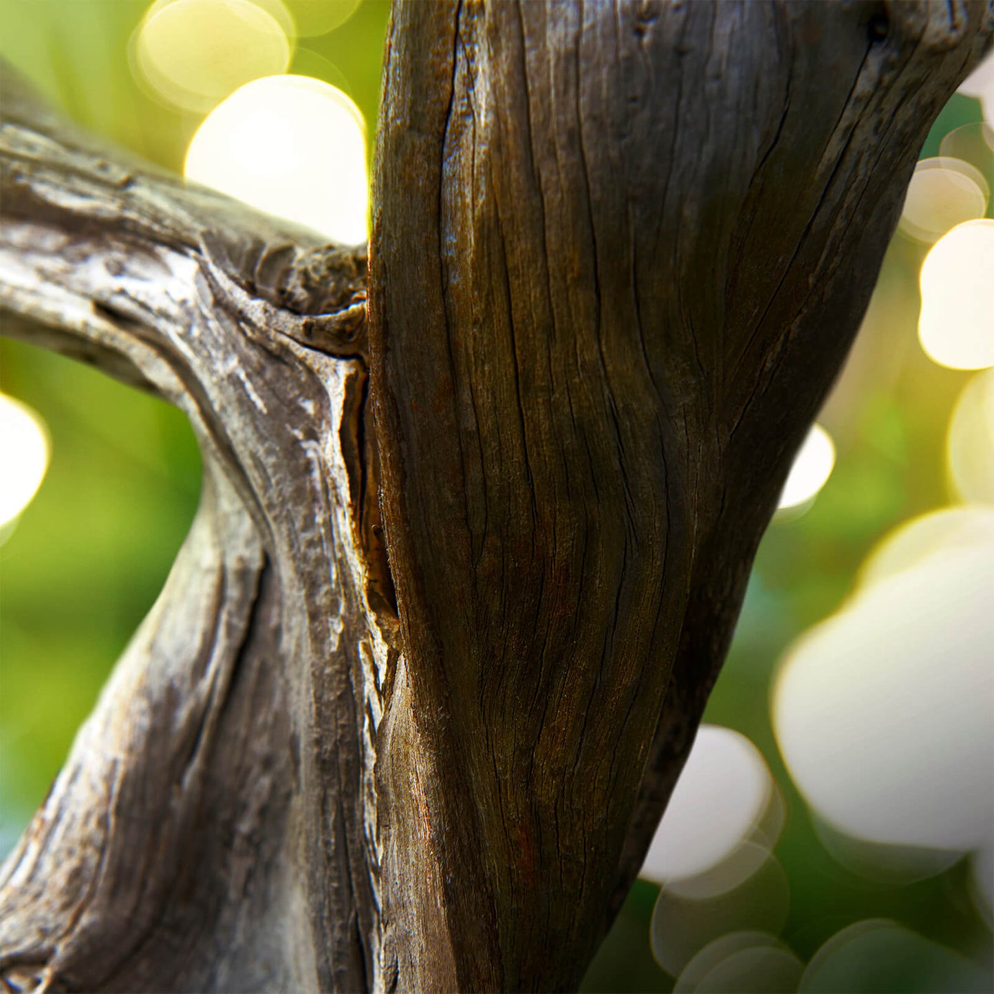 BVLGARI BVLGARI MAN Wood Essence Eau de Parfum