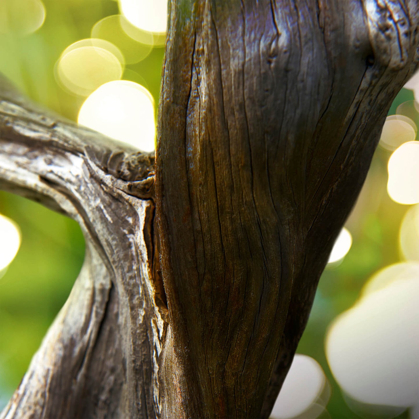 BVLGARI BVLGARI MAN Wood Essence Eau de Parfum