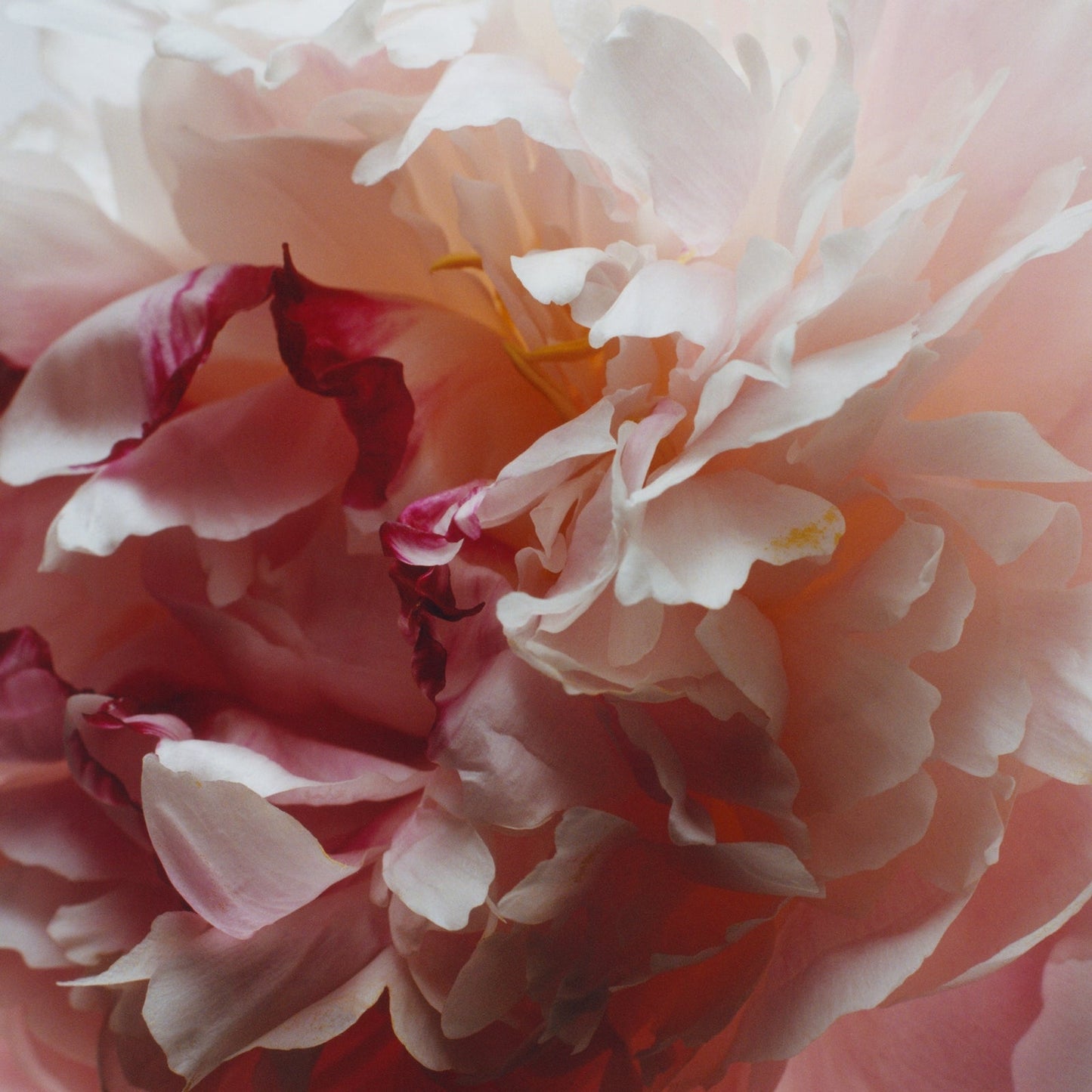 Jo Malone London Peony & Blush Suede
