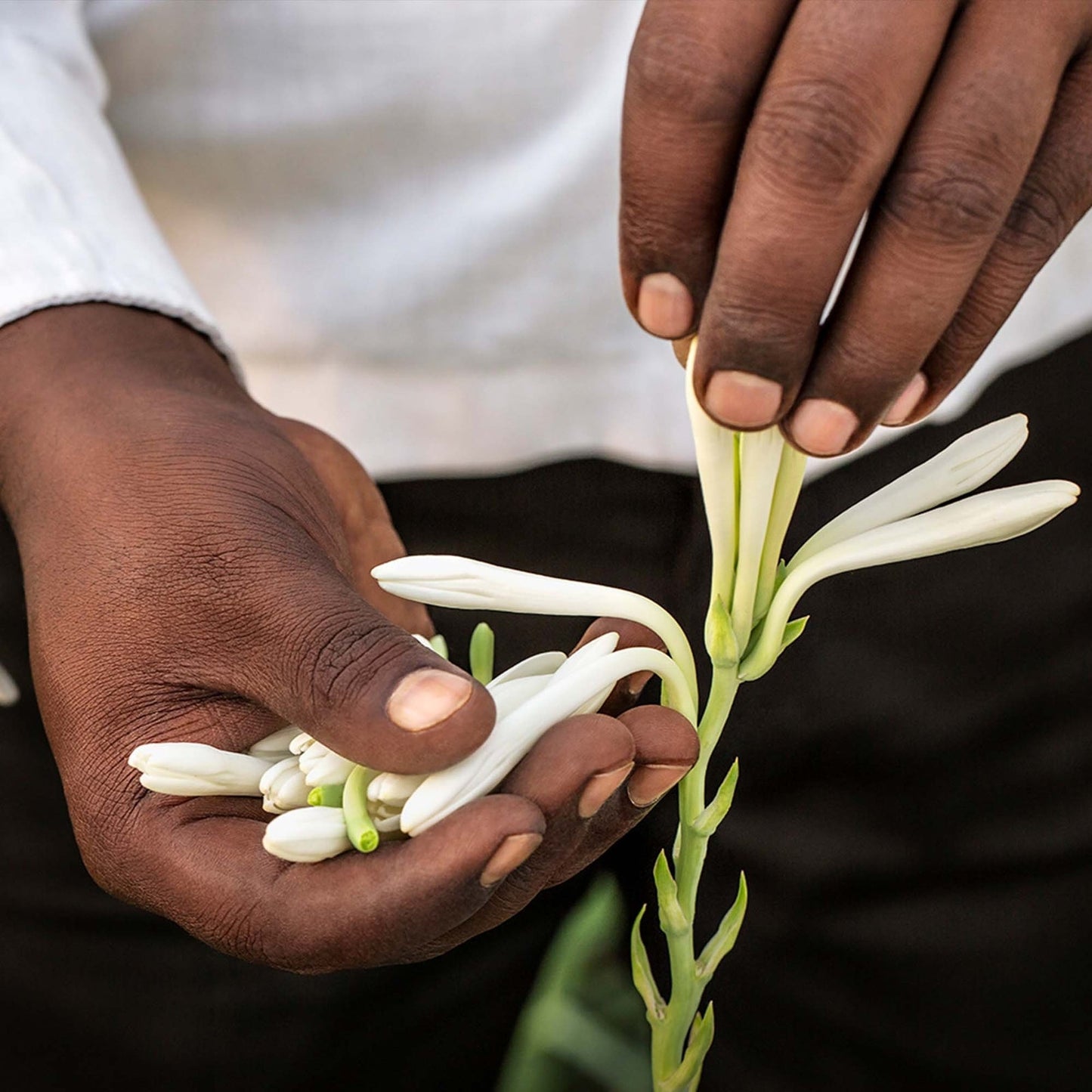 Givenchy L’Interdit Tubereuse Noire