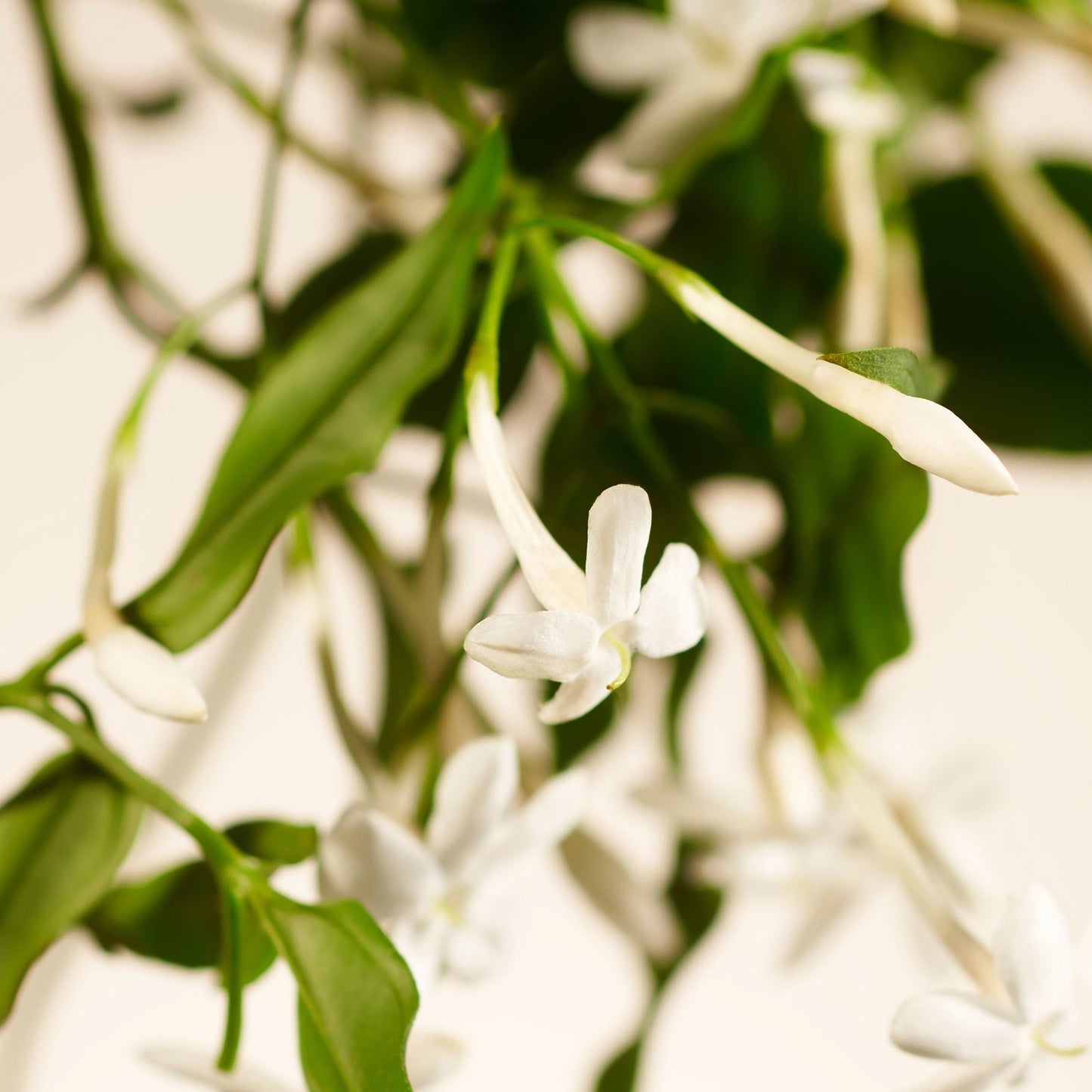 Rituals Private Collection - Sweet Jasmine - Floral - Home Gift Set